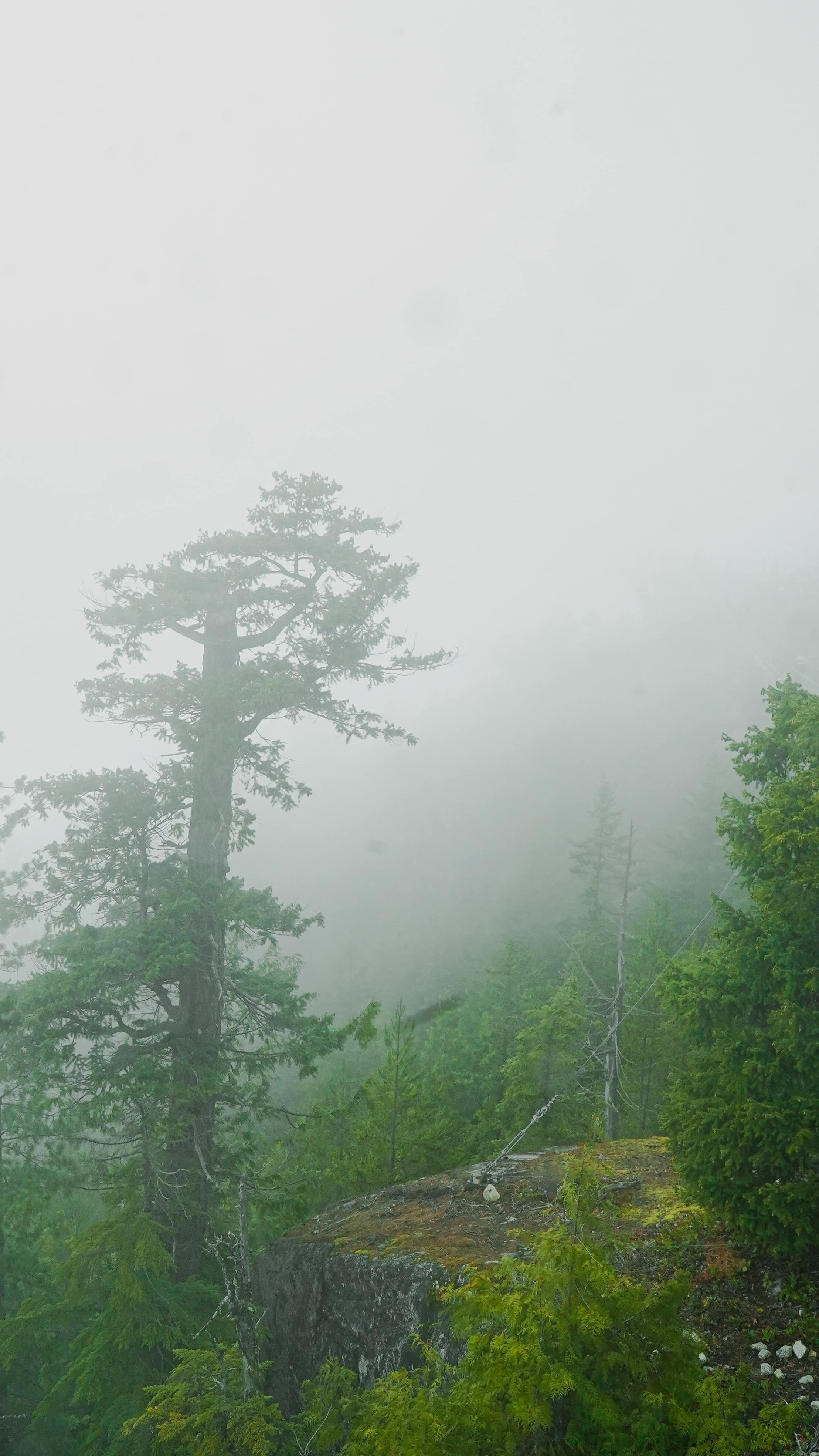 A lone fir in thick fog above a mossy rock ledge